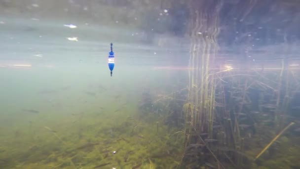 Pequenos peixes flutuam no rio perto de bobber — Vídeo de Stock