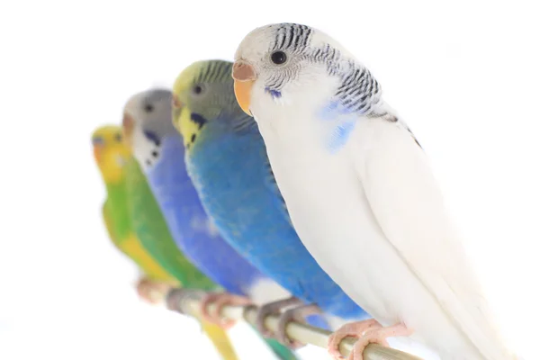 Budgerigar — Stockfoto