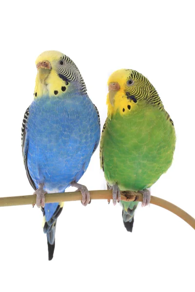 Budgie. — Foto de Stock