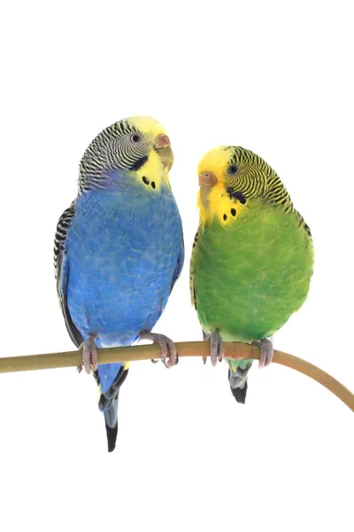 Budgie — Stockfoto