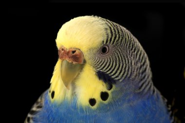 muhabbet kuşu Avustralya muhabbet kuşu