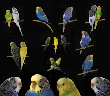 Budgerigars Avustralya parakeets