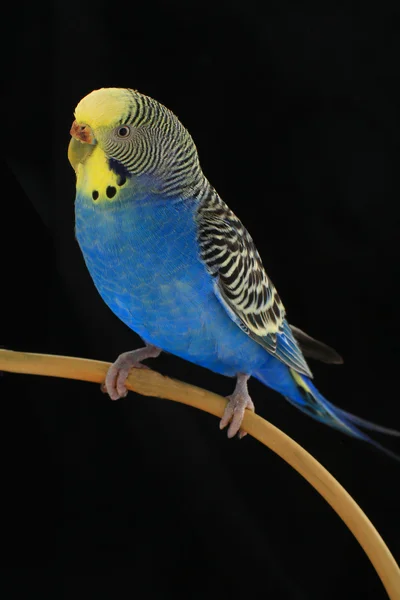 Budgie australian parakeet — Stock Photo, Image