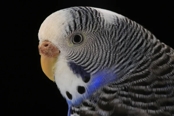 Budgie Australische parkieten — Stockfoto