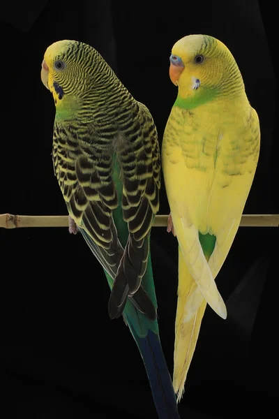 Budgerigars Avustralya parakeets — Stok fotoğraf