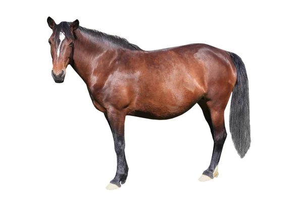 Caballo marrón — Foto de Stock