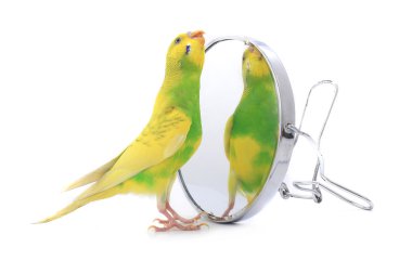 Budgerigars Avustralya parakeets