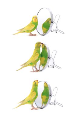 Budgerigars Avustralya parakeets