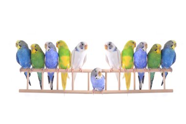 Budgerigars Avustralya parakeets