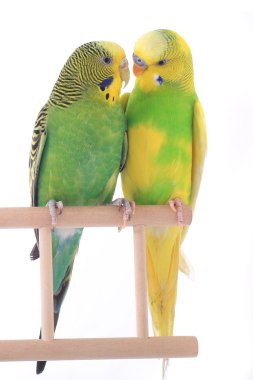 Budgerigars australian parakeets clipart