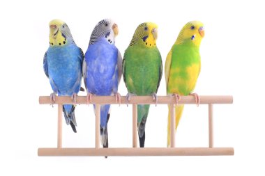 Budgerigars Avustralya parakeets