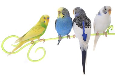 Budgerigars Avustralya parakeets
