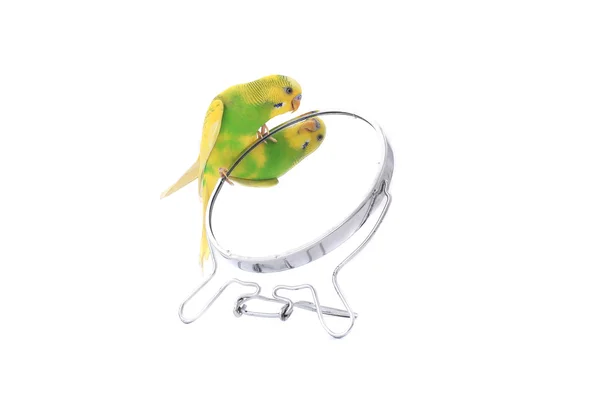 Budgie pappagallo australiano — Foto Stock