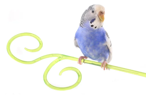 Budgie. — Foto de Stock