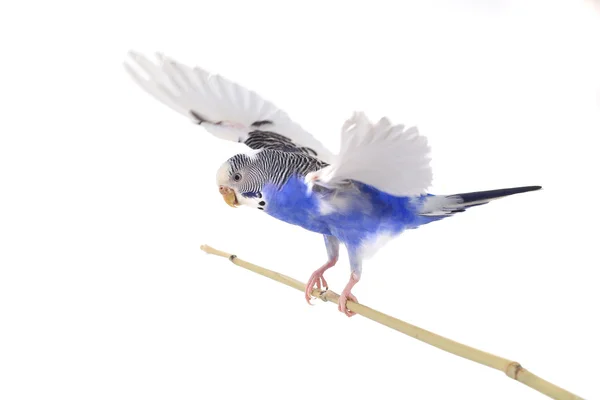 Blue budgie — Stock Photo, Image