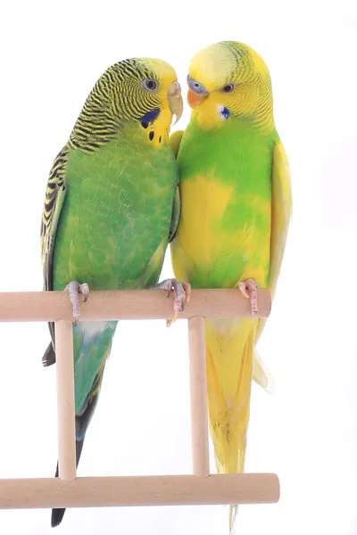 Budgerigars australian parakeets — Stock Photo, Image