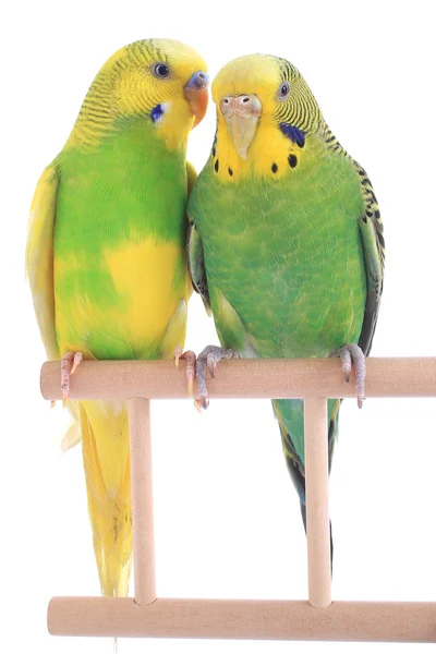Andulky australské papoušky — Stock fotografie