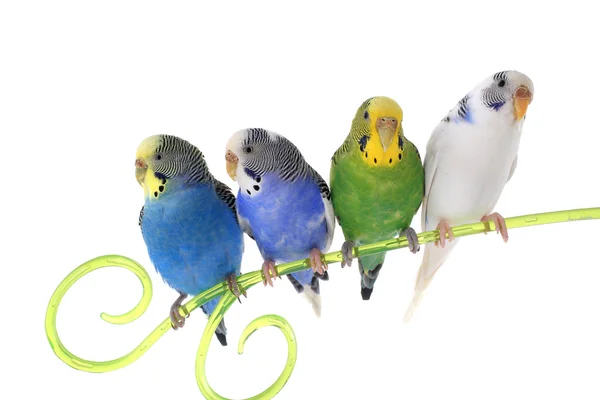 Budgerigars australian parakeets — Stock Photo, Image