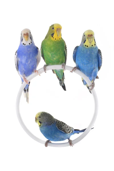 Budgerigars australian parakeets — Stock Photo, Image