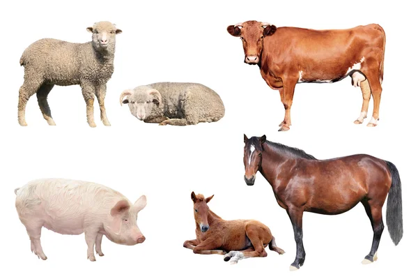 Hospodářská zvířata — Stock fotografie