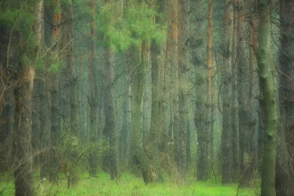 Gammal tallskog — Stockfoto