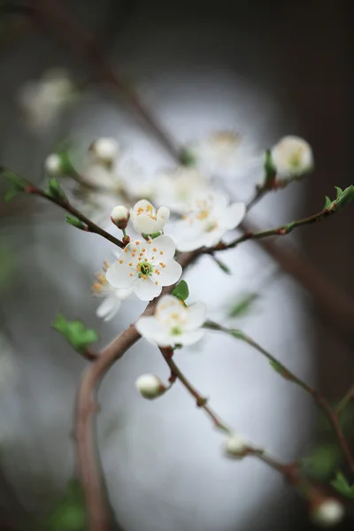El árbol que florece de la pera — Foto de Stock
