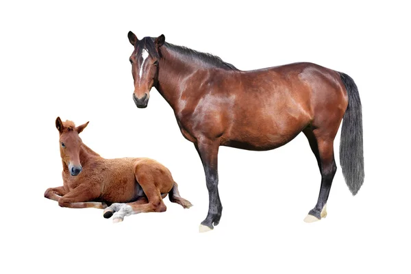 Horse — Stock Photo, Image