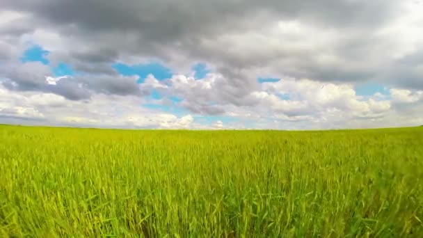 Green field and cloudy sky — Stock Video