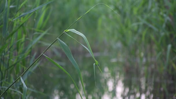 Canto de pájaros, ranas con un sonido natural — Vídeo de stock