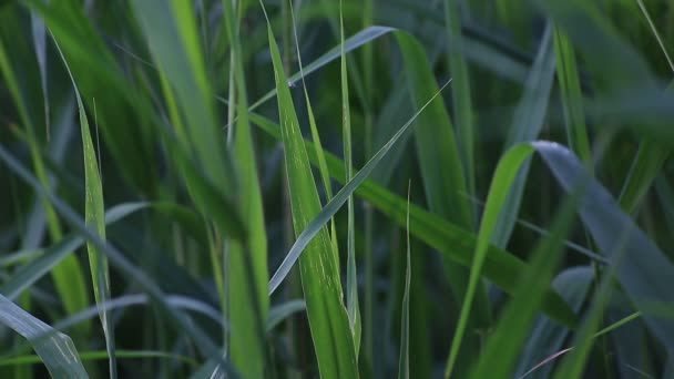 Singing of birds, frogs with a natural sound — Stock Video