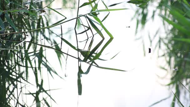 Canto de pájaros, ranas con un sonido natural — Vídeo de stock