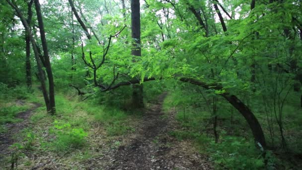 Evening in the wood with singing of a bird — Stock Video