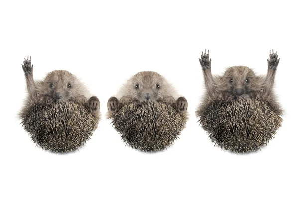 Hedgehog — Stock Photo, Image