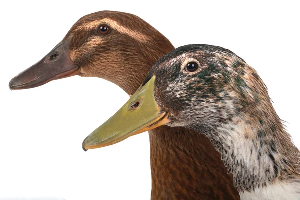 Duck — Stock Photo, Image