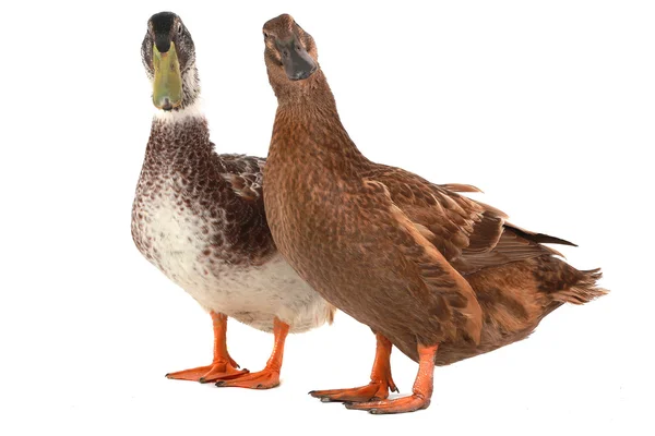 Duck — Stock Photo, Image