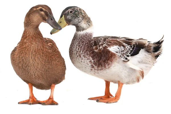 Duck — Stock Photo, Image