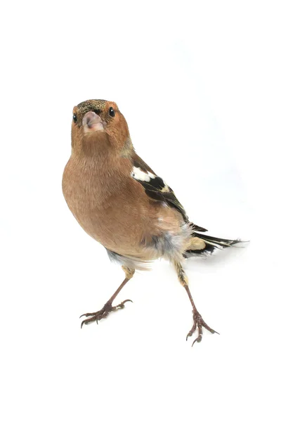 Chaffinch — стокове фото