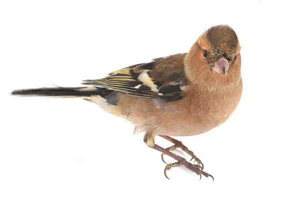 Chaffinch — стокове фото