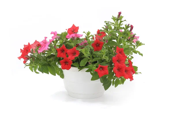 Petunia es una trompeta en forma — Foto de Stock