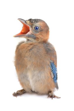 Jay.