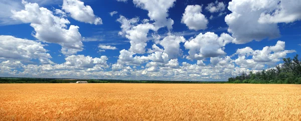 Panopama golden wheat field — Stock Photo, Image