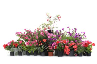 Kil içinde houseplants chop