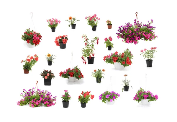 Közeli kép: színes virágok — Stock Fotó