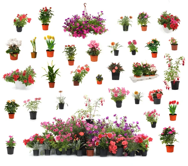 Kil içinde houseplants chop — Stok fotoğraf