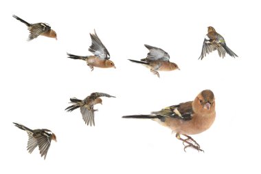 Beyaz chaffinches