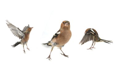 Beyaz chaffinches