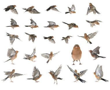 Chaffinches on white clipart