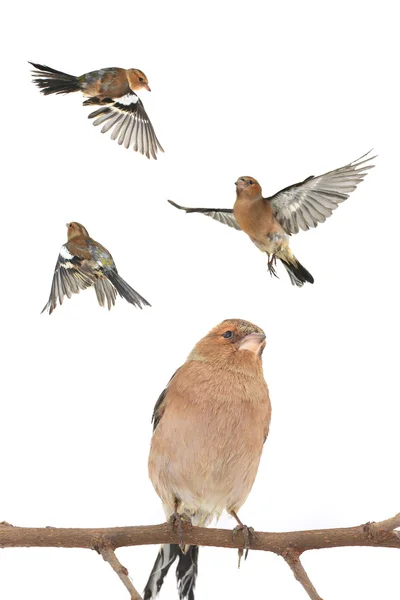 Chaffinches on white — Stock Photo, Image