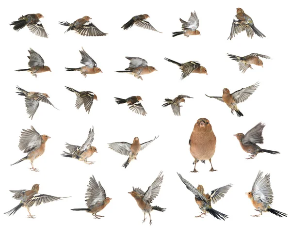 Chaffinches on white — Stock Photo, Image