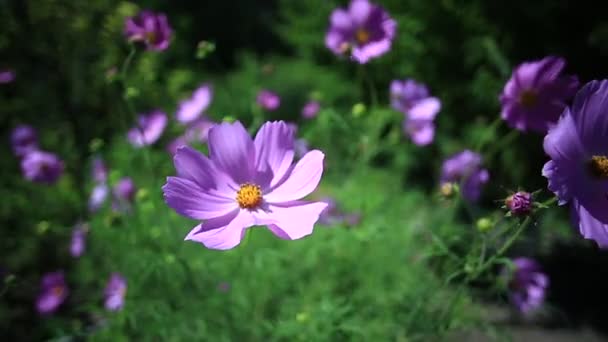 波斯菊花海 — 图库视频影像